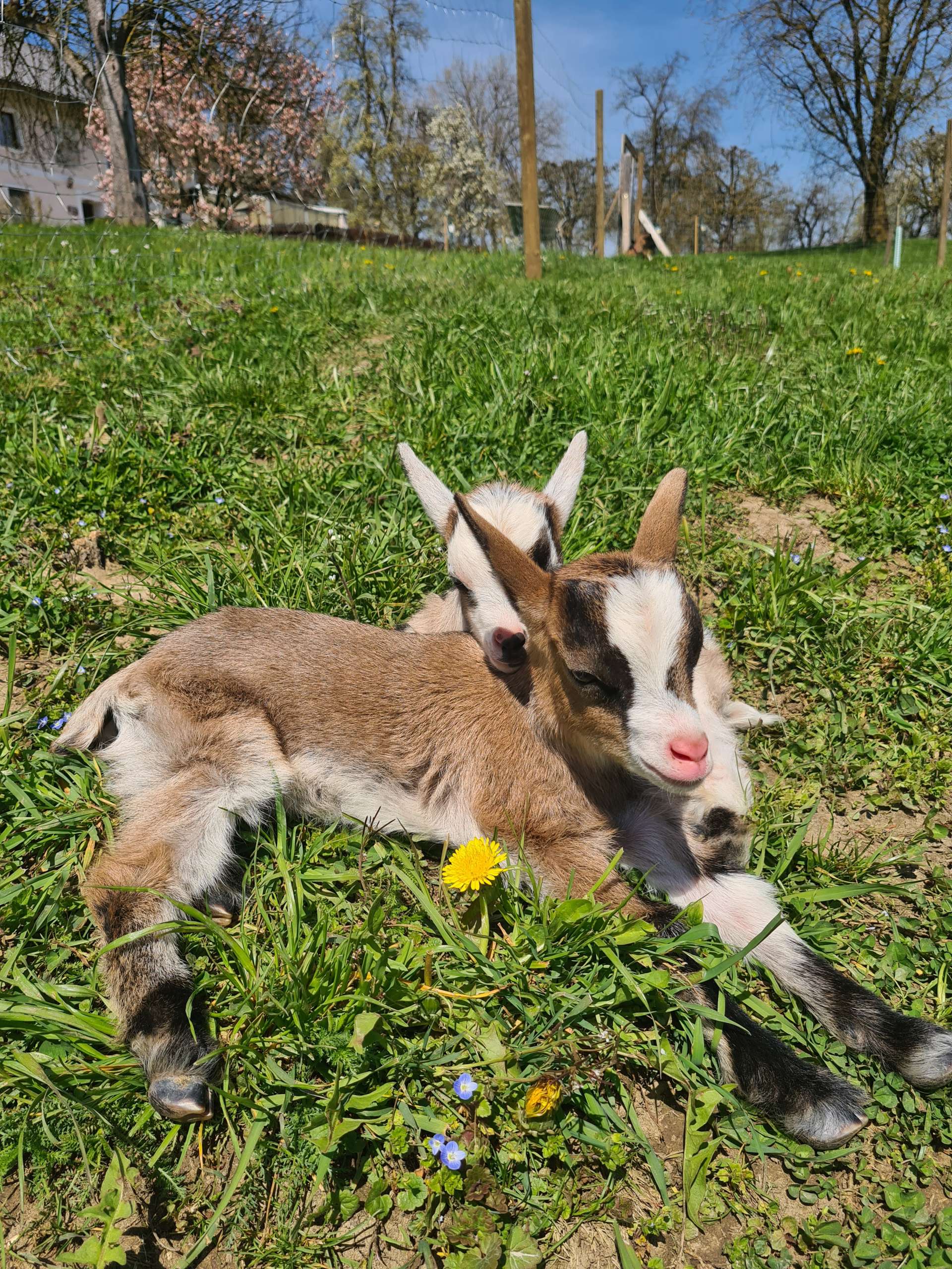 Ziegenwanderung